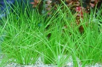 Isoetes taiwanensis